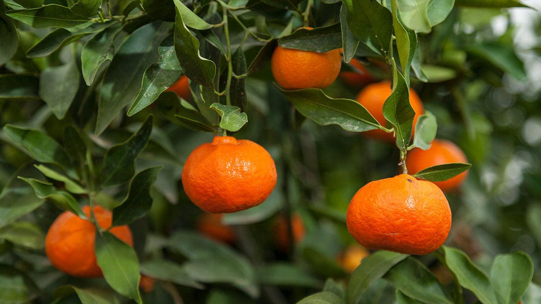 How to Grow Citrus: A Growing Guide - Grow Organic
