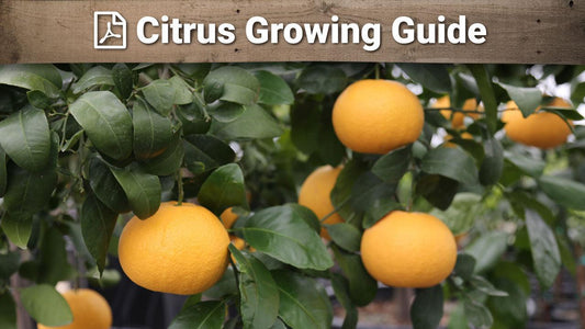 Citrus growing guide graphic over ripe oranges