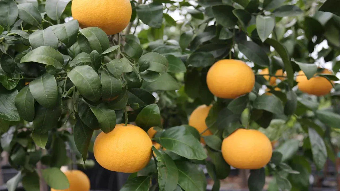 Ripe oranges hanging on a leafy tree