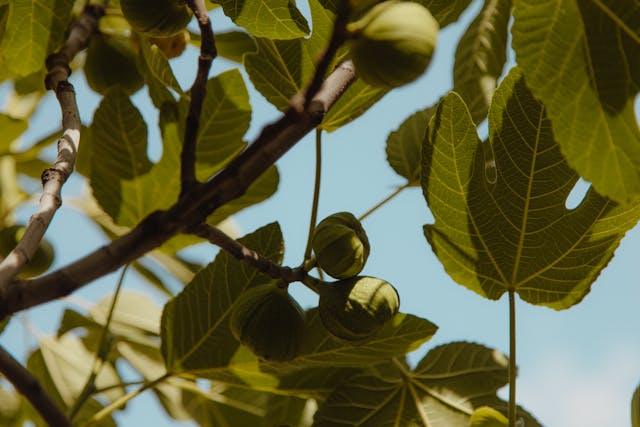 Ripe fig fruit on a healthy source tree for propagation