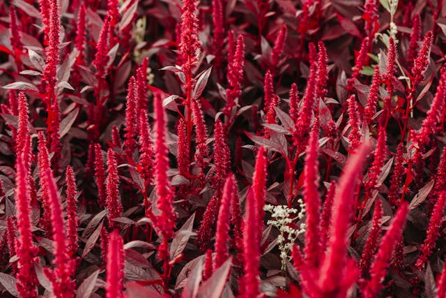 Close-Up Shot of Blooming Red Amaranth