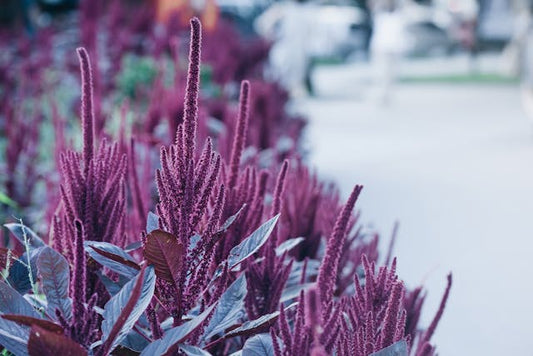 Close-Up Shot of Blooming Red Amaranth Flowers