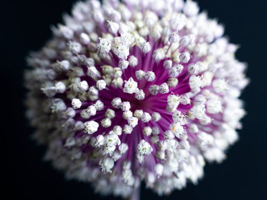 Onion Flower: Bolting Onions Explained for Gardeners