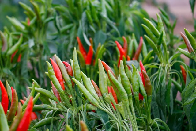 Red and green chili peppers ripening on plants