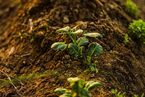 Young Purple Majesty potato plant emerging from garden soil