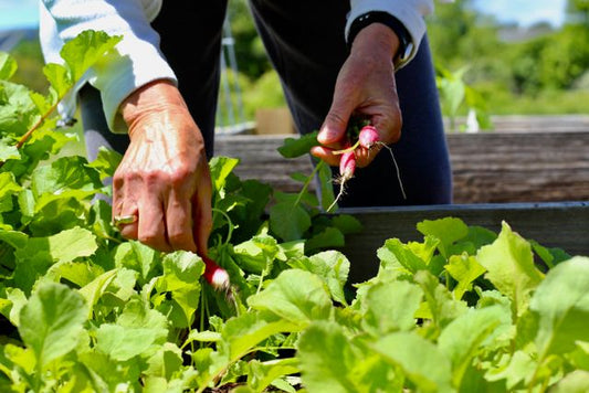 Close-up of hands harvesting radishes in a sunny garden, emphasizing organic farming