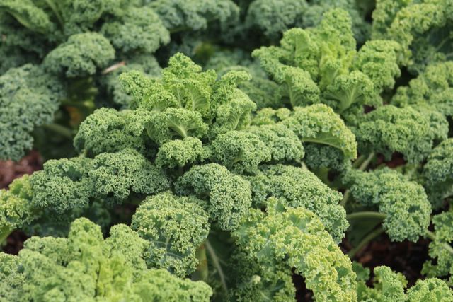 Close-up of vibrant curly kale leaves growing in a garden.