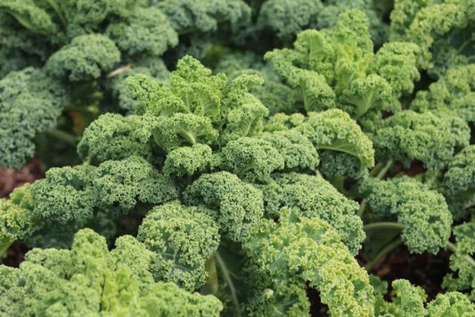 Close-up of vibrant curly kale leaves growing in a garden.