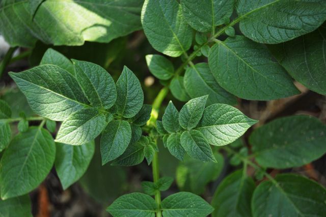Close-up of vibrant green potato leaves, highlighting their natural fresh growth