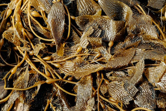 Close-up shot of intricate kelp seaweed patterns washed ashore, showcasing unique textures