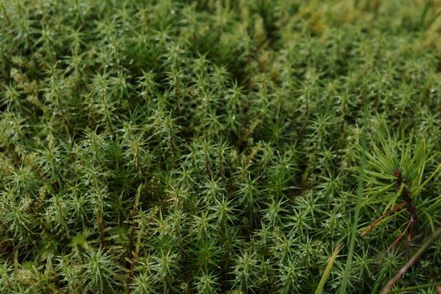 Dense green sphagnum peat moss