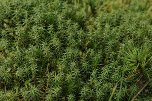 Sphagnum Peat Moss Explained | Boost Soil Health Naturally