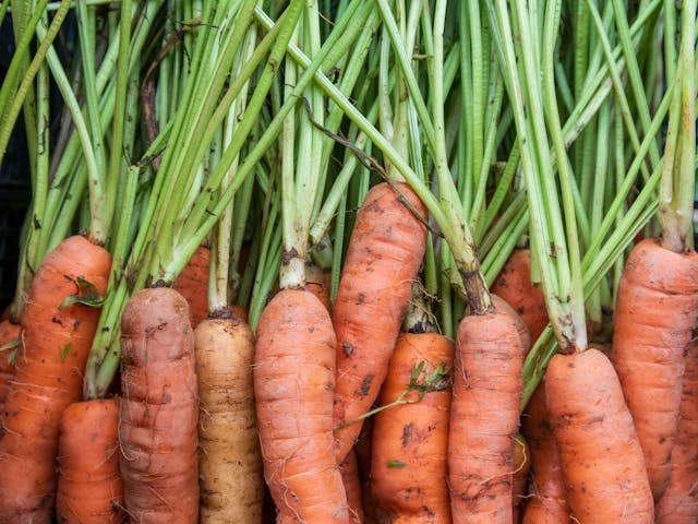Close up of Carrots
