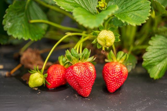 Strawberry plant with fruit and green leaves
