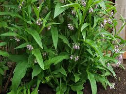 Growing Organic Comfrey Seeds: A Comprehensive Guide - Grow Organic