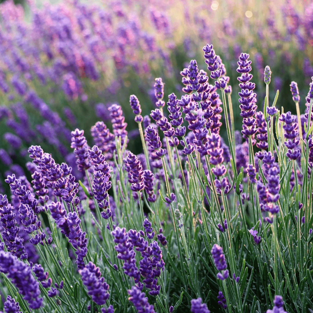 Lavender flowers and gray-green foliage