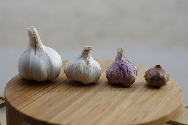 Comparing elephant garlic size vs regular garlic