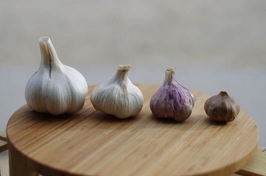 Comparing elephant garlic size vs regular garlic