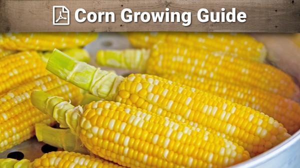Corn growing guide graphic over yellow ears