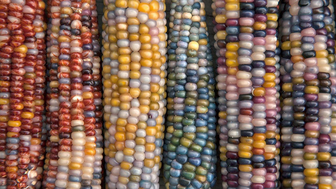 Rows of multicolored ears of corn