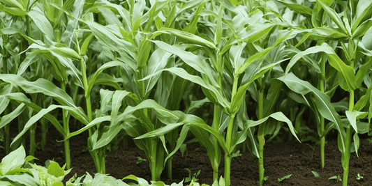 Choosing the Right Corn Varieties - Grow Organic