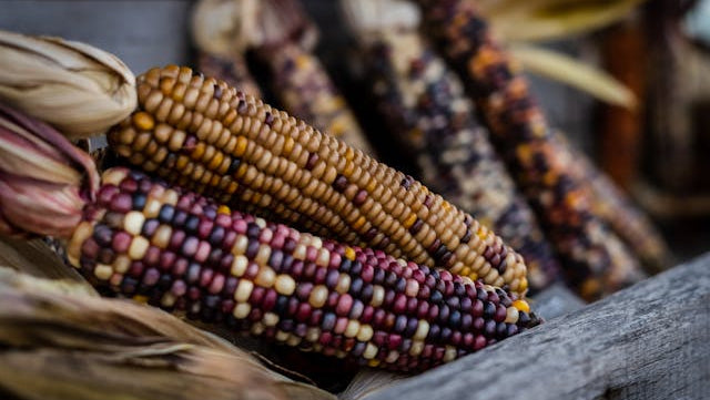 Heirloom Corn on the cob