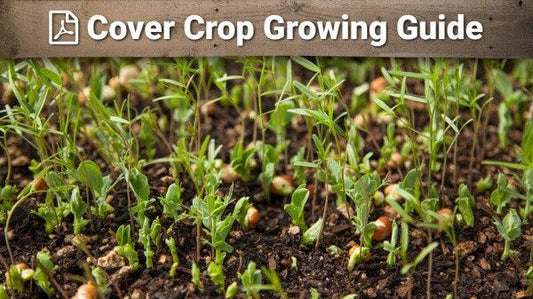 Cover crop growing guide for seed selection, planting, and termination