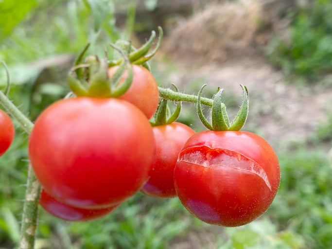 Why Are My Cherry Tomatoes Splitting and How to Stop It