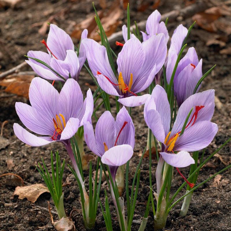 Autumn Crocus vs. Saffron Crocus: Identification and Safety