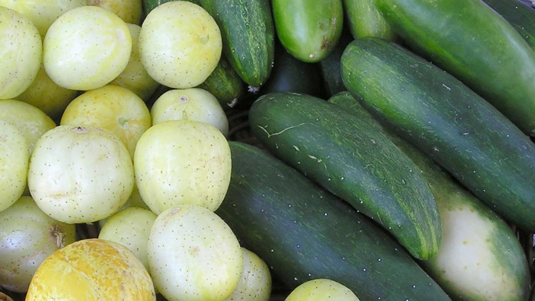 Pile of pale and dark green cucumbers