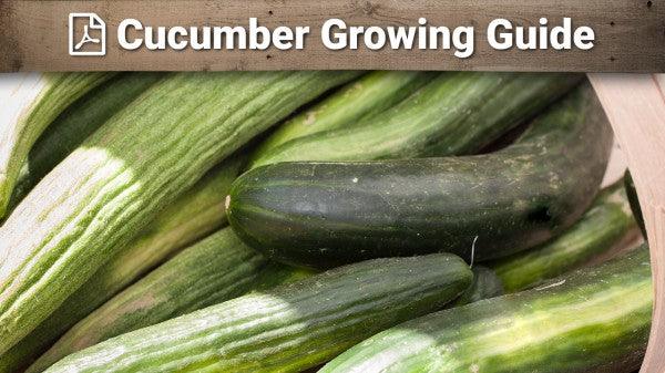 Cucumber growing guide graphic over fresh cucumbers