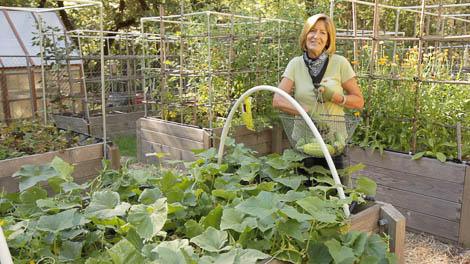Woman standing beside cucumbers growing under a hoop