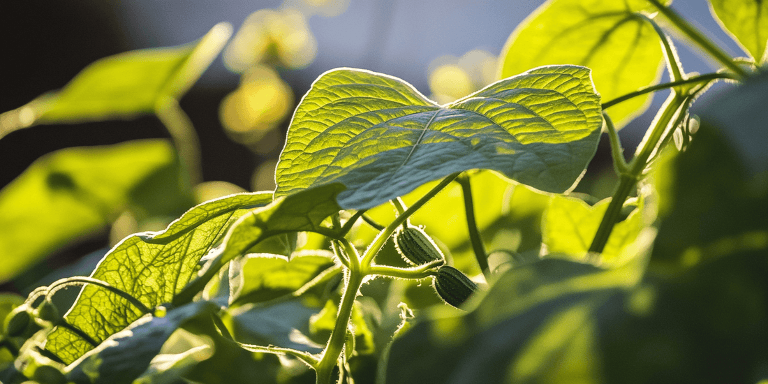 Cucumber vine and broad green leaf