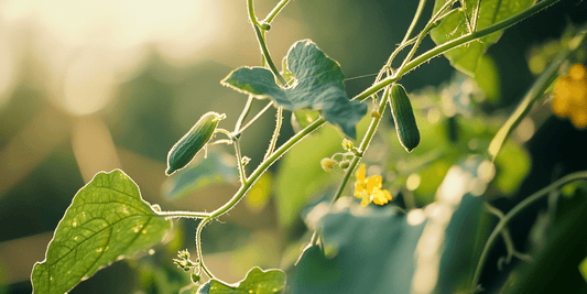 Small cucumbers and yellow flowers on a sunlit vine