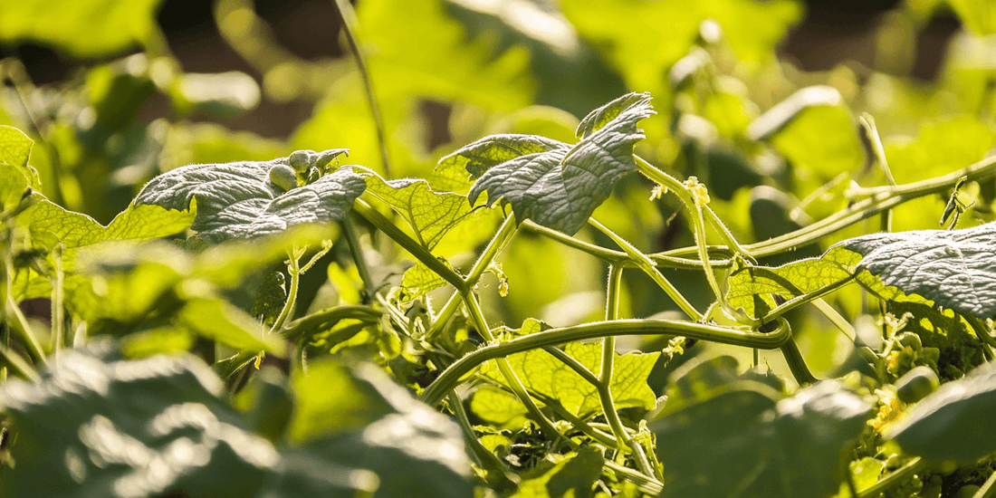 Young cucumber plant