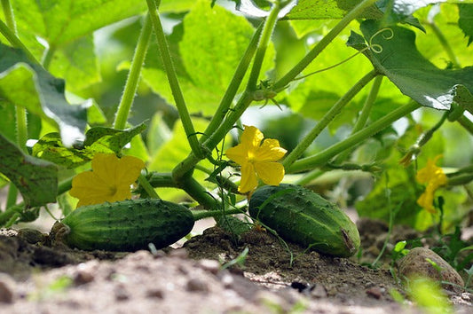 Cucumber Vegetable Garden