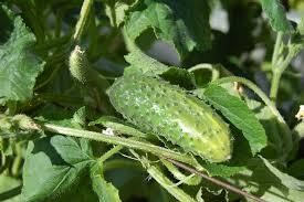 Green cucumber hanging on a vine