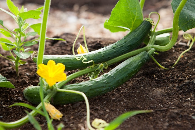 Cucumbers On the Vine