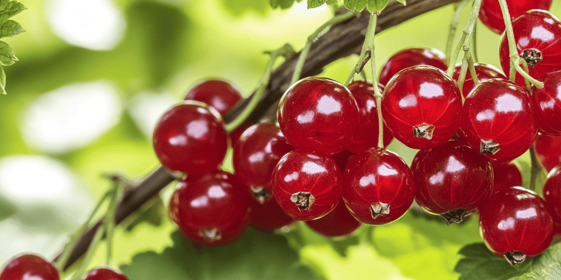 Cluster of ripe red currants
