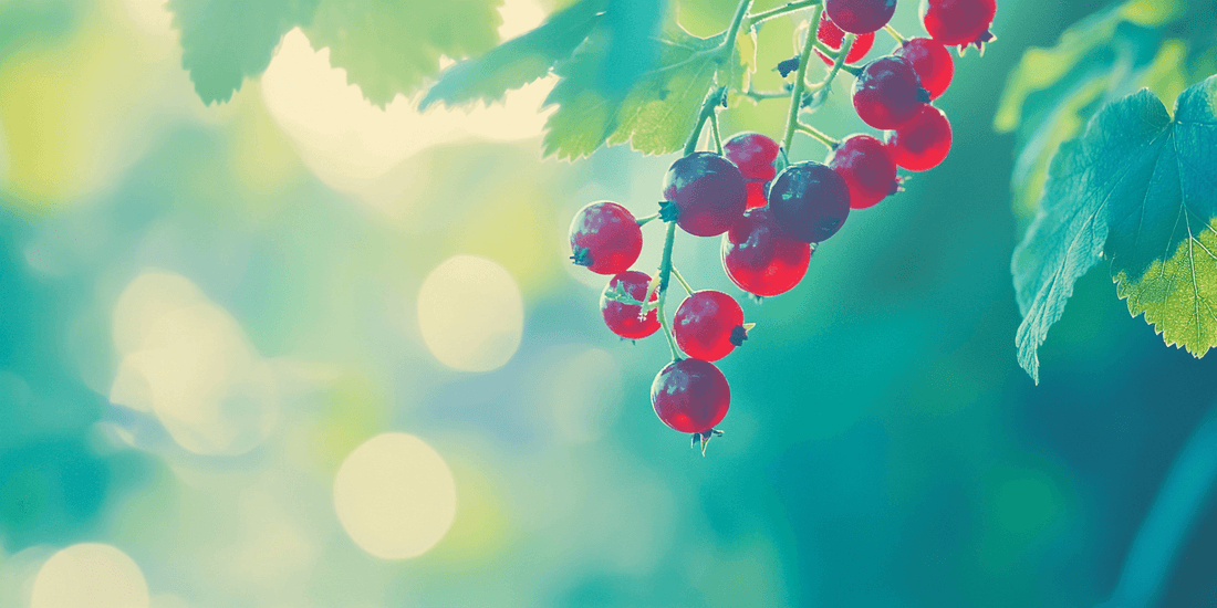 Red currants hanging in bright sunlight