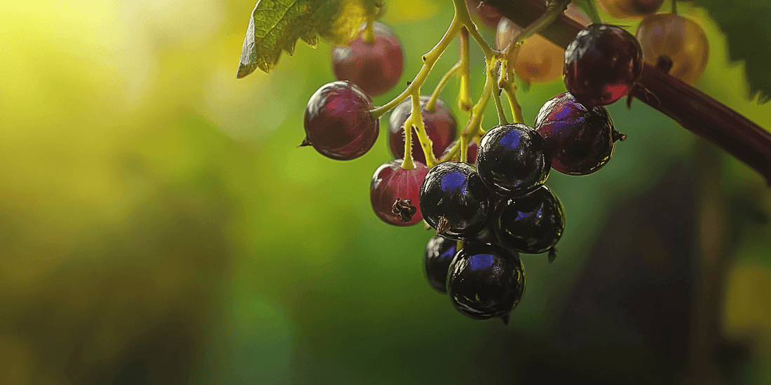 Dark red currant clusters among leaves