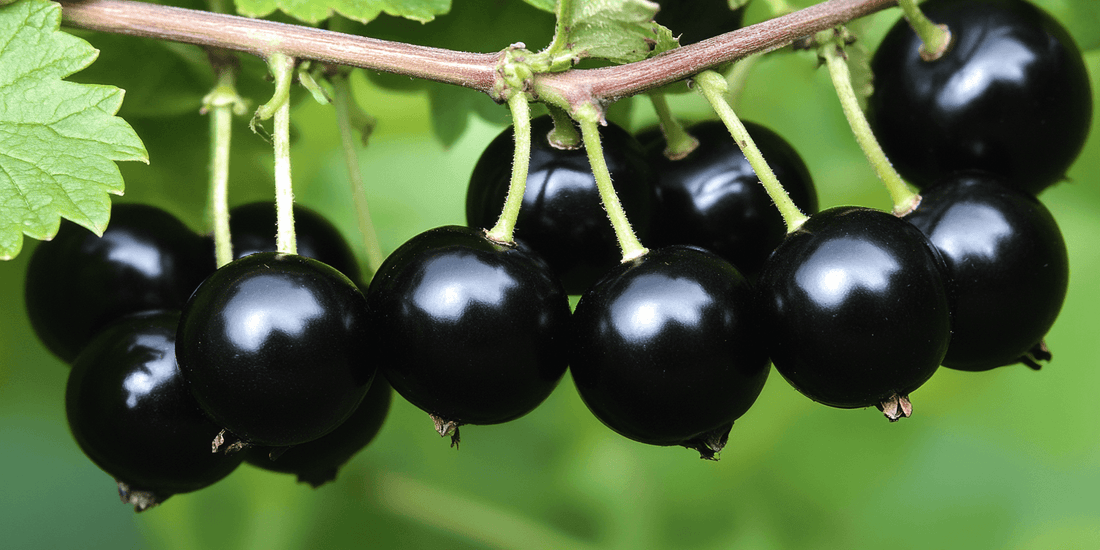 Currant Propagation Techniquest Propagation Techniques - Grow Organic