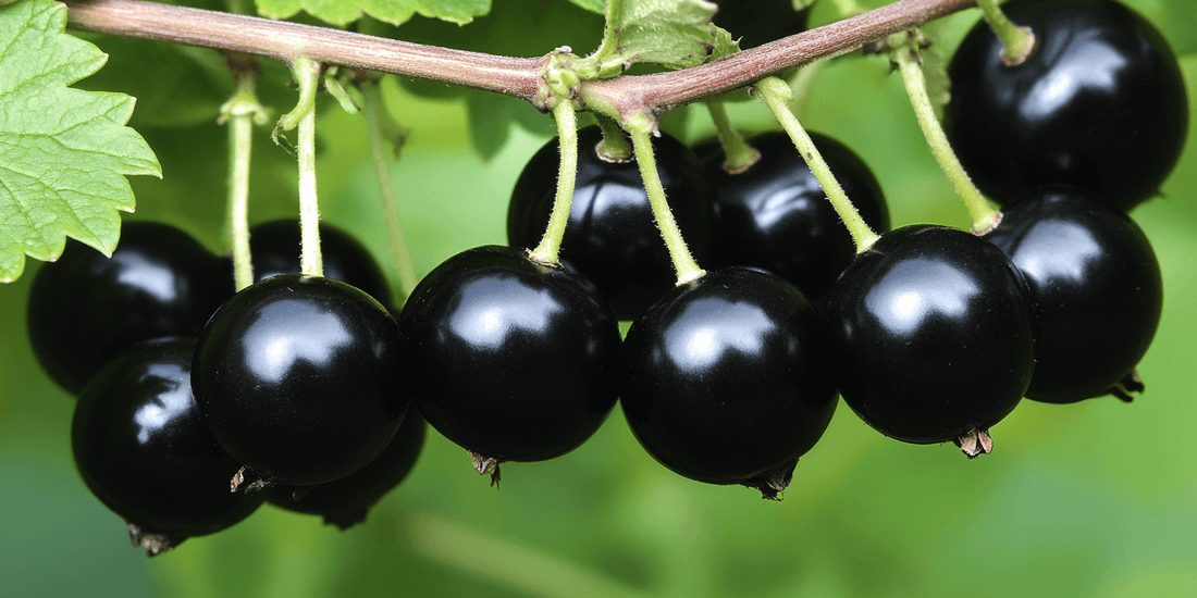 Close-up of ripe black currants