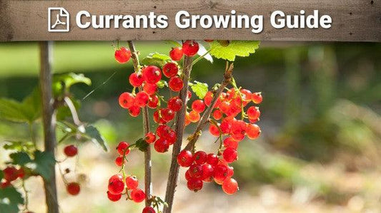 Currant growing guide graphic over red currants