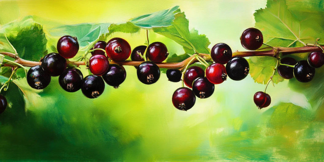 Illustration of black currant clusters on a leafy branch