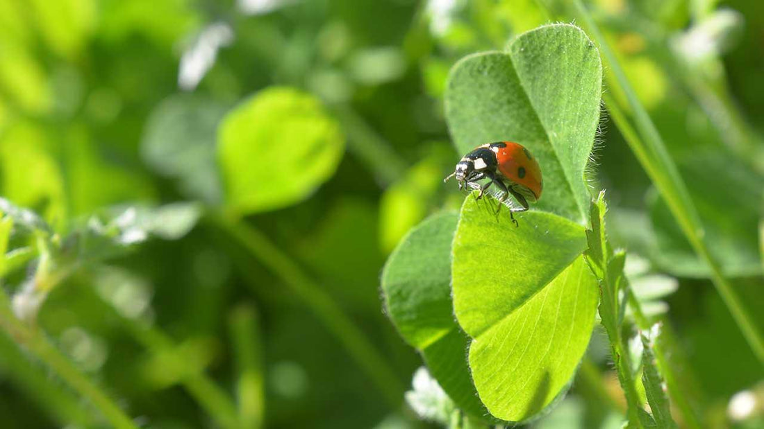 The Best Flowers to Attract Predator Beneficial Insects to Your Garden - Grow Organic