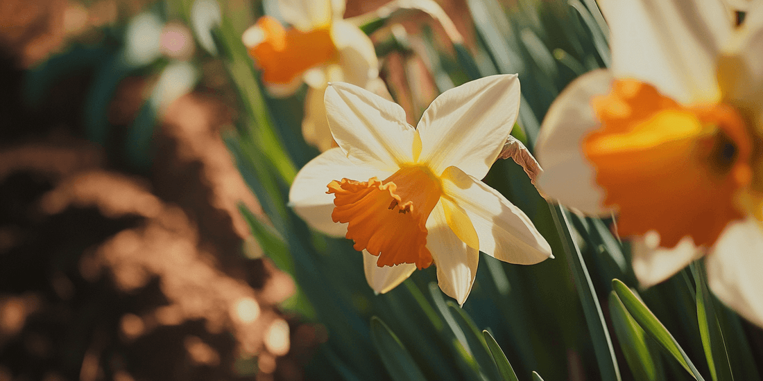 White daffodils with orange centers