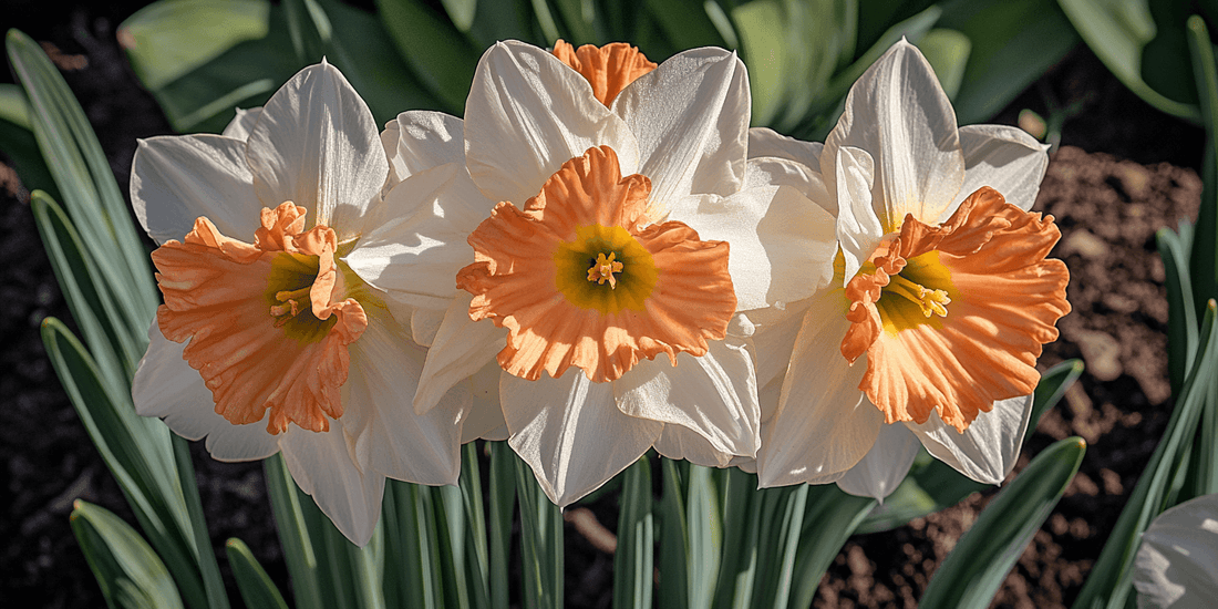 White daffodils with peach-colored centers