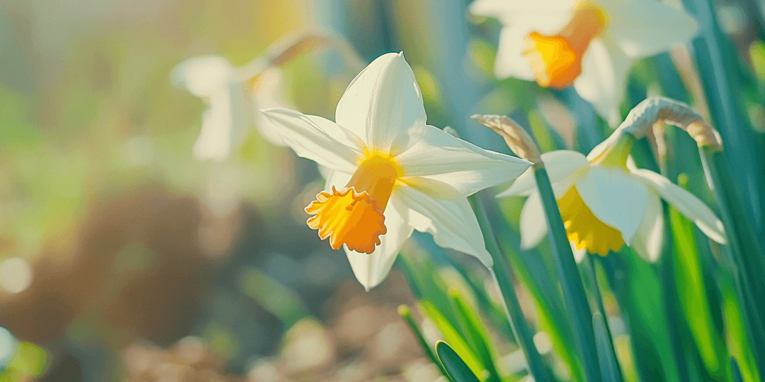 Cluster of white and orange daffodils