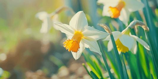 Cluster of white and orange daffodils